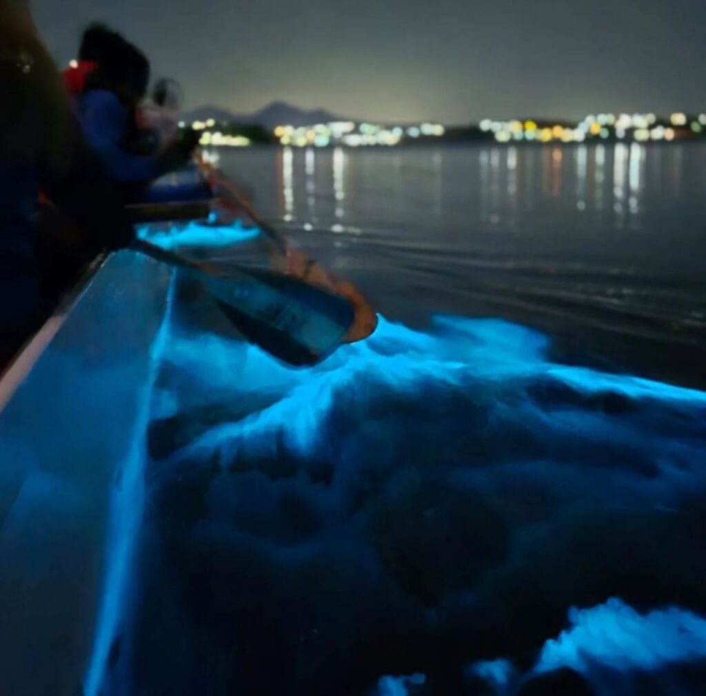 “Essa luz que a gente vê é o resultado de um mecanismo de defesa de uma microalga, um dinoflagelado. Quando há algum estímulo mecânico, que pode ser a onda quebrando, uma pessoa andando ou um peixe passando para se alimentar dela, a microalga libera uma enzima que reage com o oxigênio emitindo luz. Então o que a gente vê é o resultado de bilhões de microalgas tentando se defender, afugentar a ameaça que movimentou a água onde ela está”, explicou Alexander Ventura, pesquisador da UFF e gerente científico do projeto Lagoa Viva. Multiplicação em alto mar Nos últimos meses não foi detectada variação nas condições da lagoa, como aumento de matéria orgânica. Essas microalgas, segundo o pesquisador, provavelmente se multiplicaram em alto mar e, com a movimentação de ressacas, entrou no sistema lagunar. Como não se proliferaram na lagoa, o fenômeno não deve durar muitos dias. “A presença dessas microalgas bioluminescentes não são um indicador de qualidade da água. Nem para melhor nem para pior. Nas nossas análises não identificamos mudança brusca na água que favorecesse esse afloramento da microalga. Elas provavelmente entraram pelo canal com a maré. Como essa alga gosta de água mais quente, o fenômeno não deve durar muito com essa virada de tempo”, finalizou Alexander.
