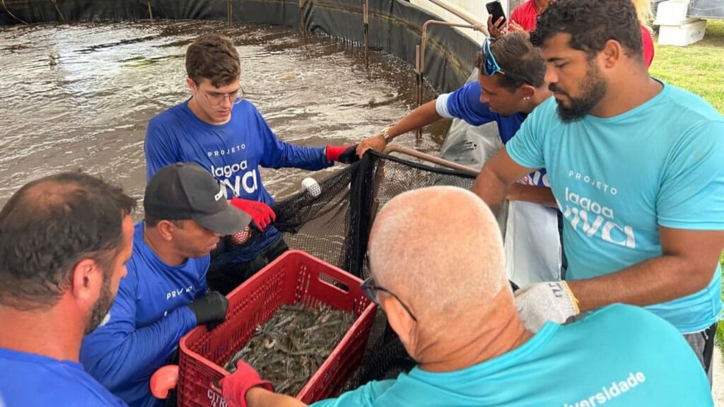 Mais de 1,5 tonelada do crustáceo produzido na Fazenda Pública Joaquin Piñero, no Espraiado, será destinado às escolas da rede municipal de ensino O camarão vai ser incluído no cardápio da alimentação escolar em Maricá. A pedido do prefeito Washington Quaquá, 1.500 quilos de crustáceos criados nos tanques de produção do Centro de Inovação e Aquicultura de Maricá (Ciamar), localizado na Fazenda Joaquin Piñero, no Espraiado, serão encaminhados para as cozinhas de unidades de ensino do município e para cooperativas municipais de pesca. Nesta quarta-feira (19/03), a Secretaria de Pesca realizou o processo de despesca do camarão – processo de colher ou retirar pescados dos viveiros. Cerca de 30 alunos do 5º ano do Ensino Fundamental da Escola Municipal Carlos Manoel Costa Lima, em Itaipuaçu, acompanharam todo o procedimento. “Sou filho de pescador, nascido e criado aqui em Maricá. Vi esse projeto nascer e está sendo a realização de um sonho sua concretização. Hoje, vimos um monte de crianças felizes, querendo pegar o camarão. A felicidade será ainda maior quando colocarmos o alimento no prato para que elas possam ter uma merenda rica em proteína, com ainda mais qualidade”, disse o secretário de Pesca, Xandi de Bambuí. “Isso tudo é resultado da aplicação dos recursos públicos em benefício da população, que colhe diretamente os frutos da boa gestão desse investimento”, completou a diretora de planejamento da Codemar, Margareth Raquel. Distribuição nas escolas municipais A previsão é de que os pescados sejam entregues, primeiramente, em escolas localizadas em comunidades de baixa renda, como as existentes dentro dos conjuntos habitacionais Carlos Alberto Soares de Freitas (Minha Casa, Minha Vida de Inoã) e Carlos Marighella (Minha Casa, Minha Vida de Itaipuaçu). Antes disso, todos os crustáceos serão descascados e congelados, seguindo as normas do Programa Nacional de Alimentação Escolar (Pnae). Aluna do 5º ano, Stefani Maria, de 11 anos, aproveitou a experiência para conhecer de perto como funciona processo de despesca até a chegada nos pratos dos alunos. “Gostei muito dessa atividade aqui. Ainda mais sabendo que os camarões farão parte da nossa merenda. Eu amo empadão de camarão”, comentou a estudante. Diretora geral da Escola Municipal Carlos Manoel Costa Lima, Juliana Moreira comentou que os alunos estão ansiosos à espera do camarão na unidade. “É um marco na nossa educação. Já estamos até pensando no cardápio junto com nossos nutricionistas”, disse. Sobre a Ciamar O centro faz parte de um complexo industrial pesqueiro que inclui, além da produção de crustáceos e rações, o cultivo de tilápias. Os peixes já vêm participando dos testes de ração – os que receberam alimentação própria estão 90 gramas mais pesados do que os que se alimentam com a ração comercial. O Ciamar é uma iniciativa da Companhia de Desenvolvimento de Maricá (Codemar) em parceria com a Universidade Federal Fluminense (UFF). As instalações ficam na Fazenda Pública Joaquín Piñero, no Espraiado. O grande diferencial da produção é o cultivo feito de forma intensiva e com alta tecnologia. Com isso, a densidade do camarão pode ser muito maior do que a criação tradicional. Com a técnica do Ciamar, que usa os bioinsumos, micro-organismos que fazem o tratamento da água, o resultado pode chegar a 800 camarões por metro cúbico. Outra vantagem é que esse tipo de criação pode ser realizado em áreas menores. Ao todo, são 10 tanques de cultivo, com 450 mil litros, quatro espaços berçários e a fábrica de ração, onde um equipamento específico produz 350 quilos de ração por hora, cerca de 2,45 toneladas por dia.