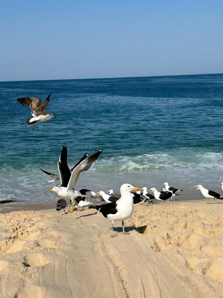 Praia de Ponta Negra, Sexta-feira: mar abaixo de 1,0 metro, ondulações podendo passar de 0.7m, tem possibilidade de pontos rasos na maré baixa, mas requer atenção. Horário das marés: Maré baixa: 8:18h e 20:54h Maré alta: 0:32h e 13:42h 💨 ventos moderado à forte, rajadas de até 30k/m 💦Temperatura da água: Fria 19ºc Sábado: mar abaixo de 1,0 metro, ondulações vai ganhando tamanho ao decorrer do dia podendo passar de 0.8m, tem possibilidade de pontos rasos na parte da manhã na maré baixa, mas requer atenção. Horário das marés: Maré baixa: 9:01h e 21:17h Maré alta: 1:15h e 14:23h 💨 ventos moderado à forte, rajadas de até 38k/m 💦Temperatura da água: Fria 19°c Domingo: mar acima de 1,0 metro, ondulações podendo passar de 1.3m, mar agitado, toda praia vai estar com bandeira vermelha, então requer bastante atenção, siga as orientações dos guarda-vidas. Horário das marés: Maré baixa: 9:37h e 21:56h Maré alta: 2:02h e 14:55h 💨 ventos moderados, rajadas de até 25k/m 💦Temperatura da água: Fria 19°c