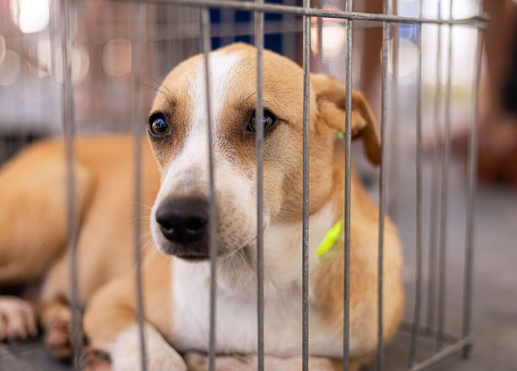 A Prefeitura de Maricá, por meio da Secretaria de Bem-Estar Animal, promove neste sábado (06/09), das 9h às 13h, a 11ª campanha de adoção de cães e gatos, na Rua dos Lírios, em Itaipuaçu. A ação, que busca encontrar novo lar para os animais resgatados das ruas ou disponibilizados por cidadãos, é realizada em conjunto com protetores do município, voluntários que resgatam e abrigam os animais até o momento da adoção. Antes da adoção, os animais passam por processo de aplicação de vermífugo e os adultos são castrados. A secretaria também oferece castração para filhotes adotados a partir dos seis meses de idade. Os documentos necessários são: Identidade, CPF, Comprovante de residência e ser maior de 18 anos. Serviço: Campanha de adoção de cães e gatos Data: 06/09 Horário: das 9h às 13h Local: Rua dos Lírios, s/n – Itaipuaçu Documentos necessários: Identidade, CPF, Comprovante de residência e ser maior de 18 anos.