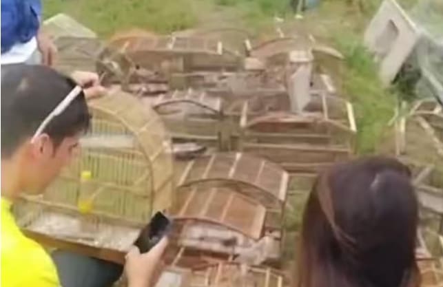 O Grupamento Especial de Defesa Ambiental (Gedam) e o Instituto Estadual do Ambiente (Inea) resgataram 36 pássaros mantidos em cativeiro irregular em uma casa no distrito de Itaipuaçu, em Maricá. As equipes foram até uma casa na Rua 49 após uma denúncia de maus-tratos a animais. No local, os agentes encontraram diversas espécies, entre elas três periquitos-australianos, 21 tizuis, um canário-belga, um pixoxó, sete coleiros e três canários-da-terra. Os animais foram apreendidos e levados para a Delegacia de Maricá, onde o caso foi registrado. Segundo o Gedam, o responsável pelo imóvel não foi localizado durante a fiscalização.
