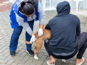 Maricá realiza segunda etapa da vacinação antirrábica neste sábado em Inoã e Itaipuaçu