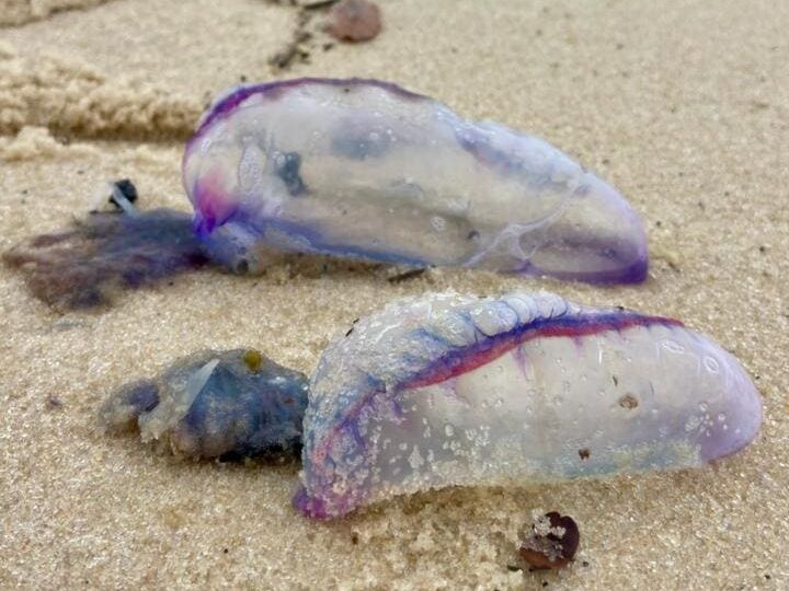 Caravelas-portuguesas são avistadas no litoral de Maricá e acendem alerta