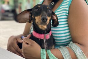 Maricá realiza Castração Solidária para cães e gatos neste sábado (07/02) na Gamboa