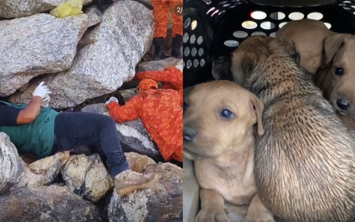 Cinco filhotes são resgatados entre pedras no canal de Ponta Negra