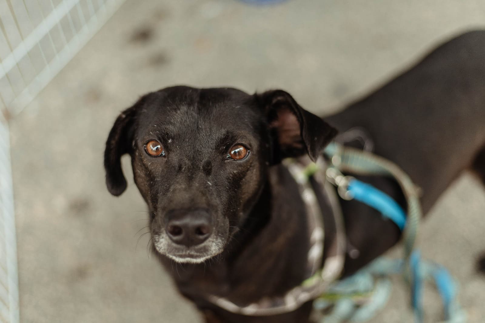 Prefeitura realiza cadastro para castração gratuita de cães e gatos em Santa Paula neste sábado (07/03)