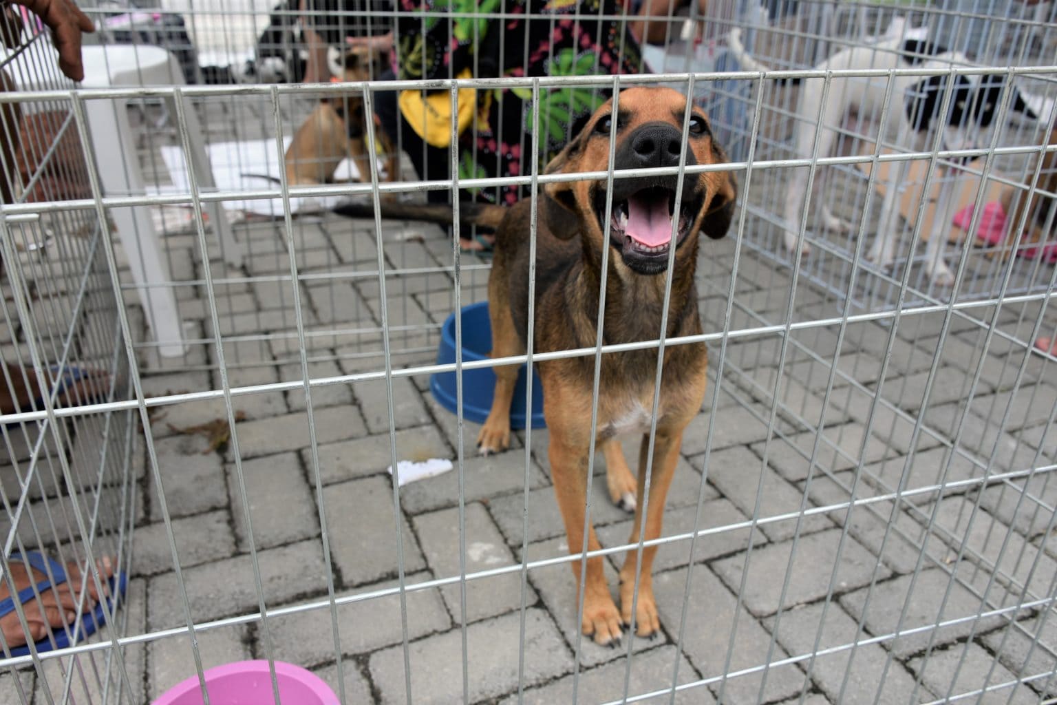 Maricá realiza campanha de adoção de cães e gatos neste sábado (18/07) no Shopping Boulevard e na quadra da União de Maricá
