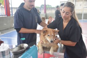 Maricá promove mutirão gratuito de cadastro e microchipagem de cães e gatos em Itaipuaçu, neste sábado
